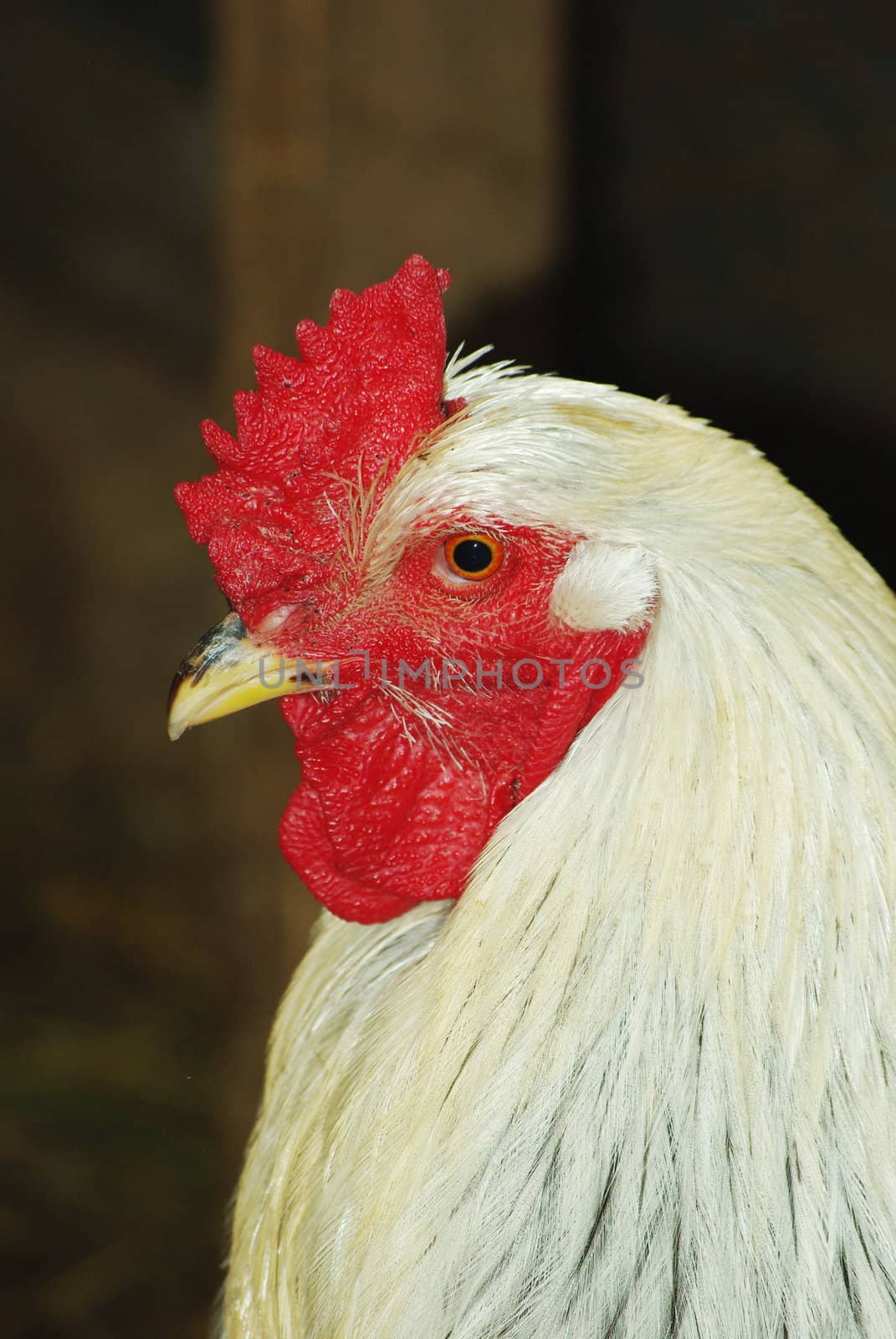 Portrait of white cock in the henhouse close up