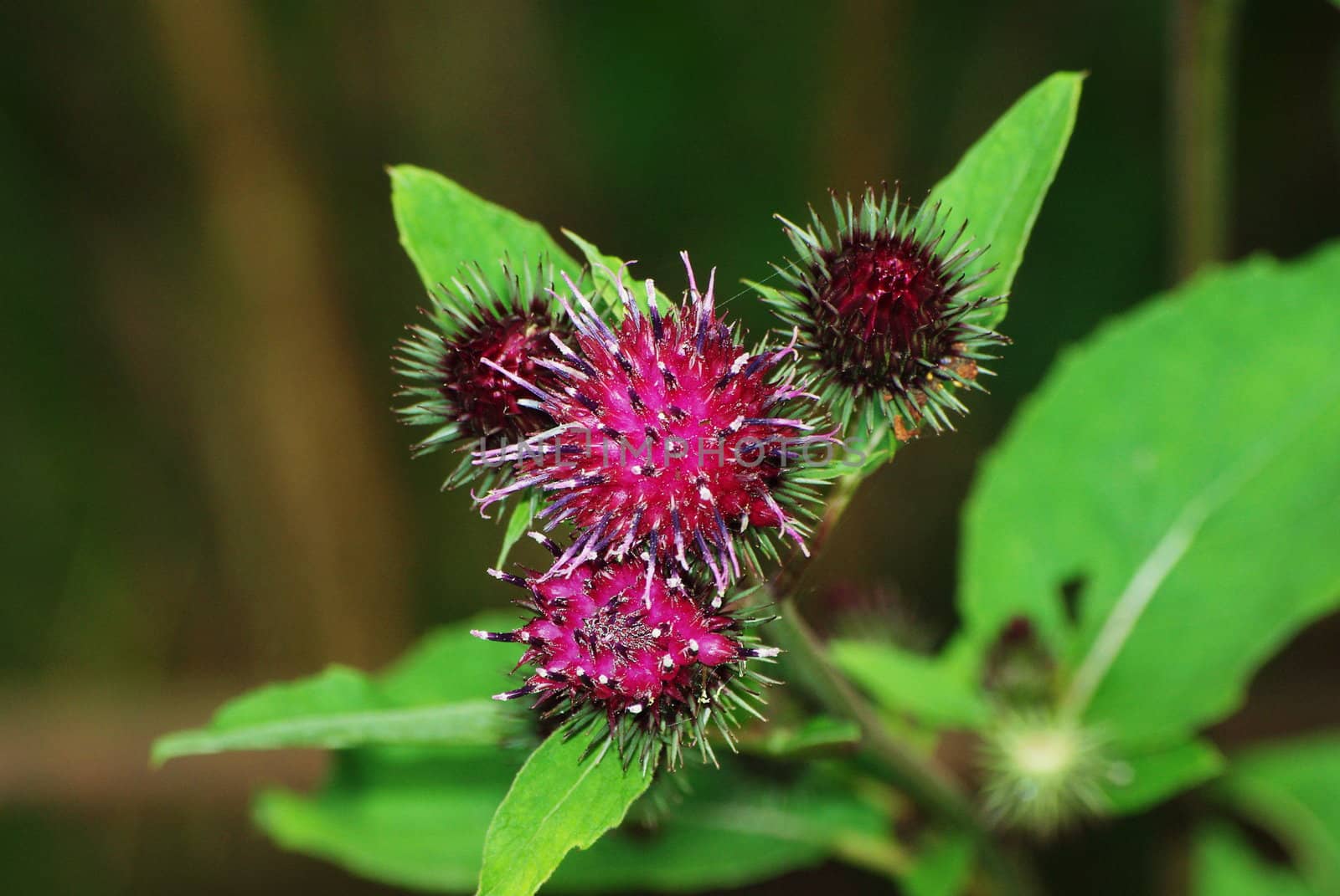 Flourishing burdock in the garden close up