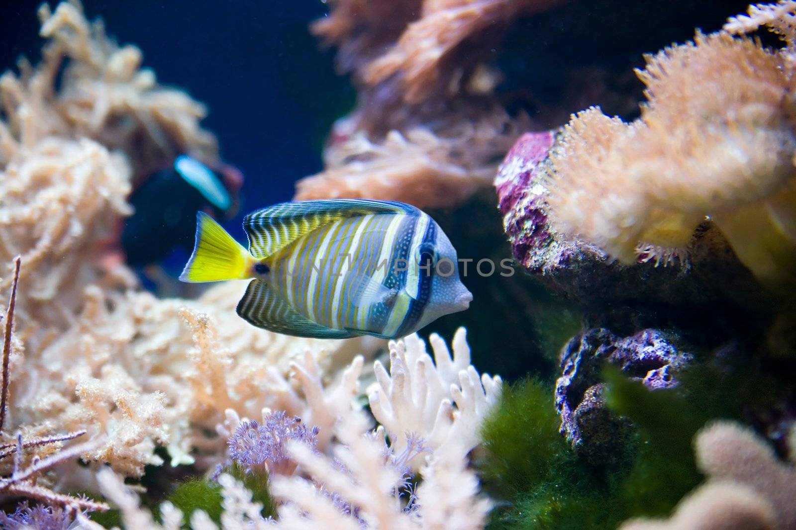 tropical fish - picture taken in Poznan zoo