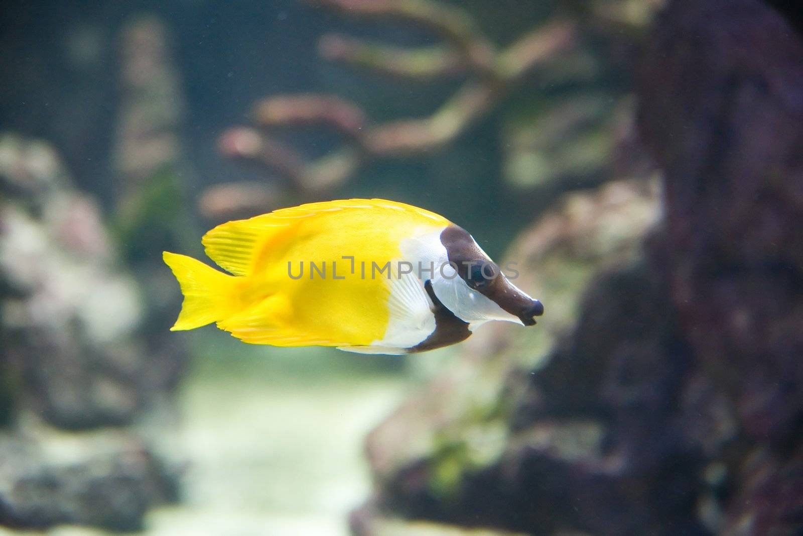tropical fish - picture taken in Poznan zoo