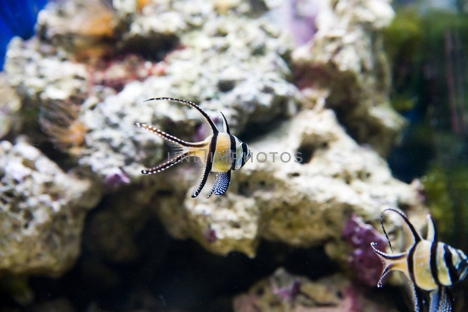 tropical fish - picture taken in Poznan zoo