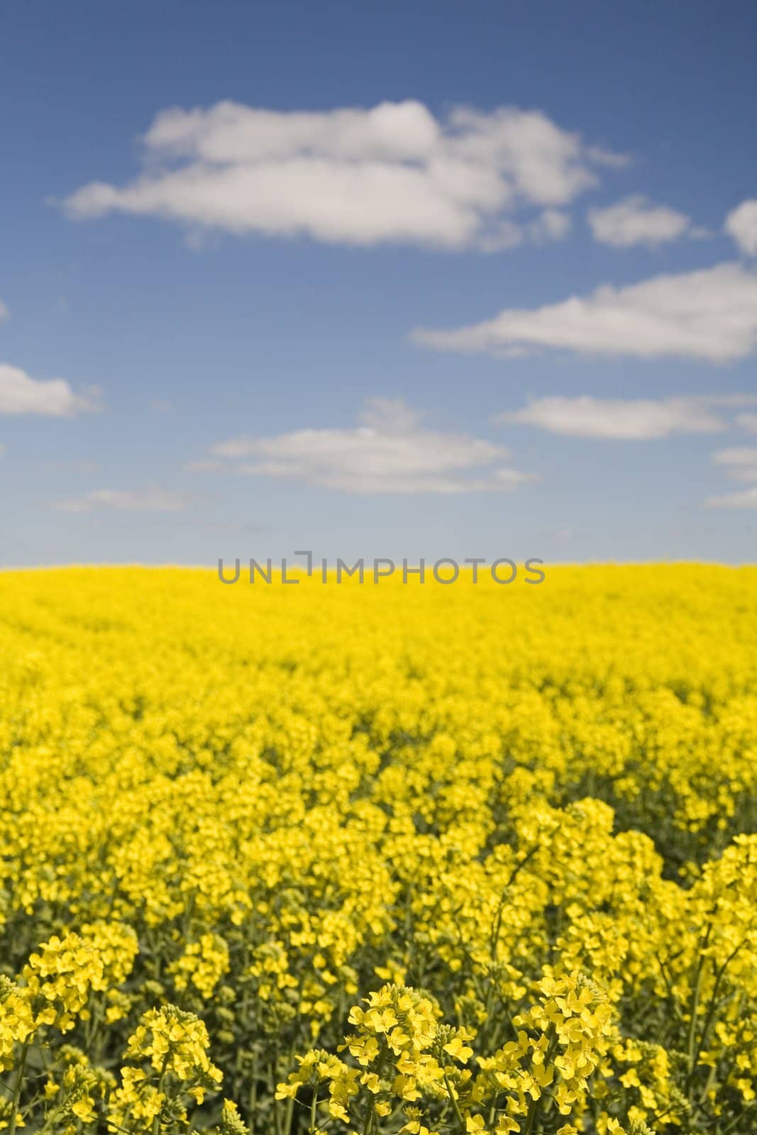 cloudy sky over yellow rape field - polish spring
