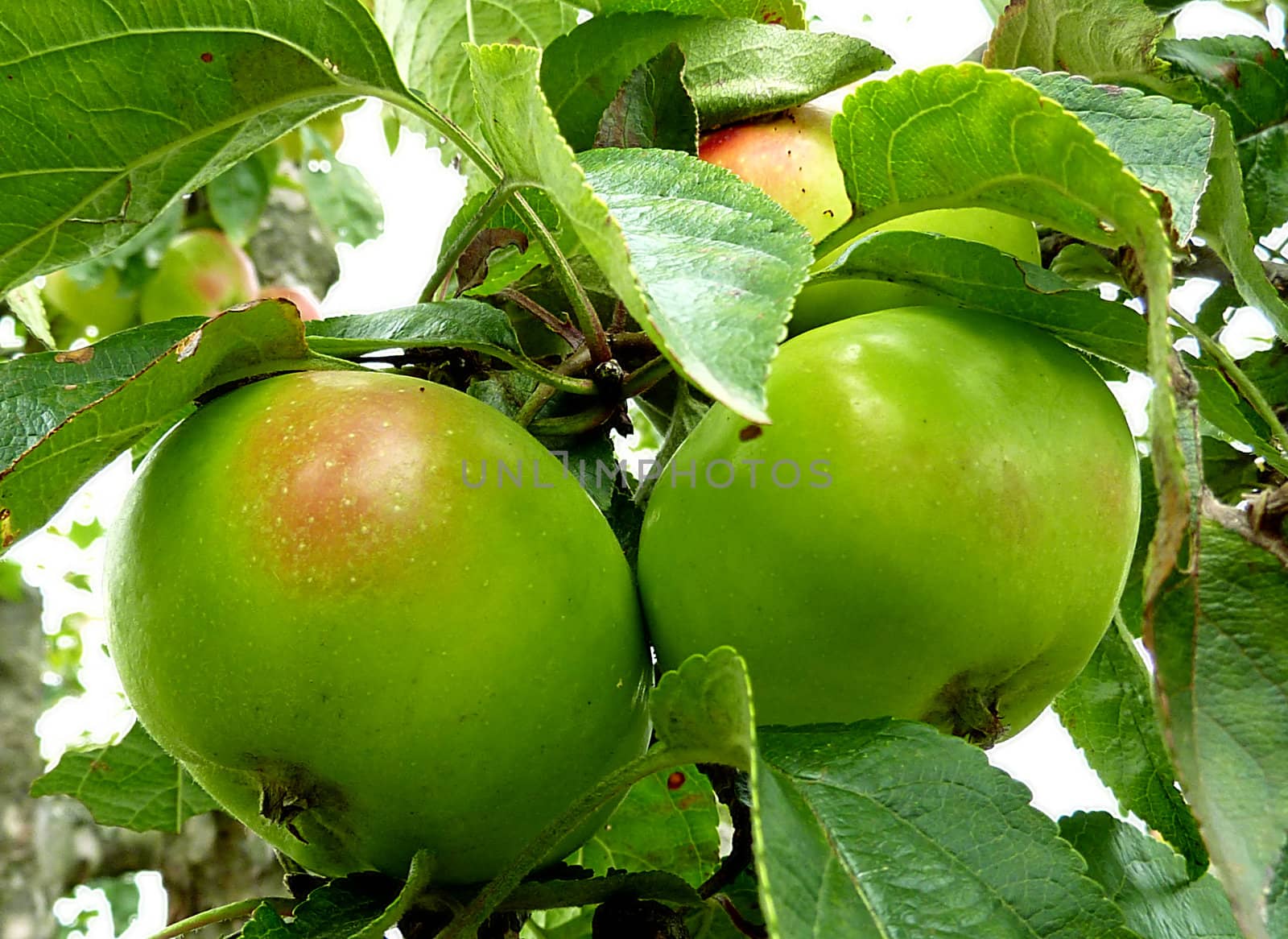 Green apples surrounded by leaves on a tree
