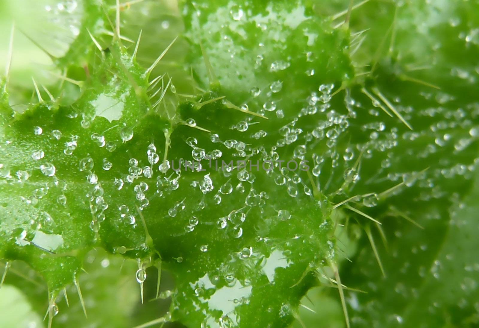 Close up of a green leaf with dew