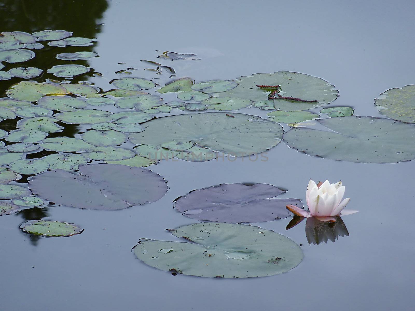One single lotus flower on a pond with leaves floating around