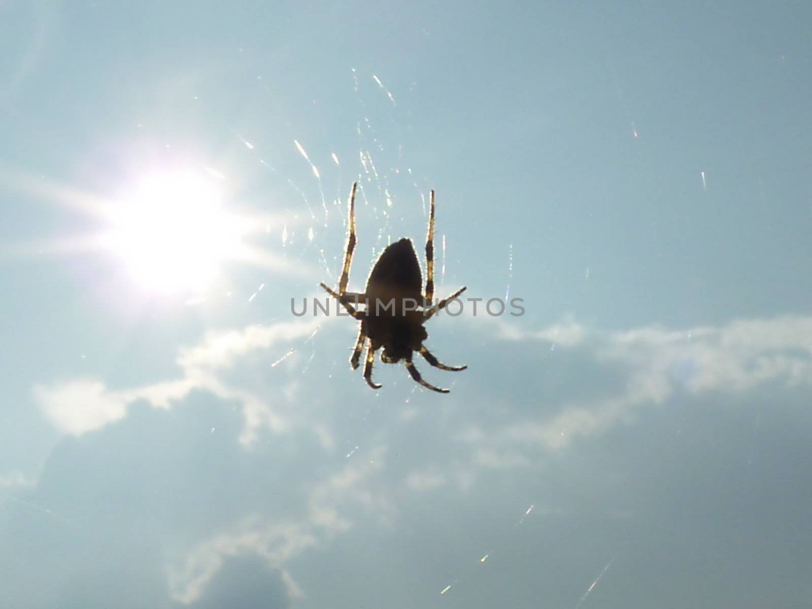 Spider on cobweb with sun and blue sky background