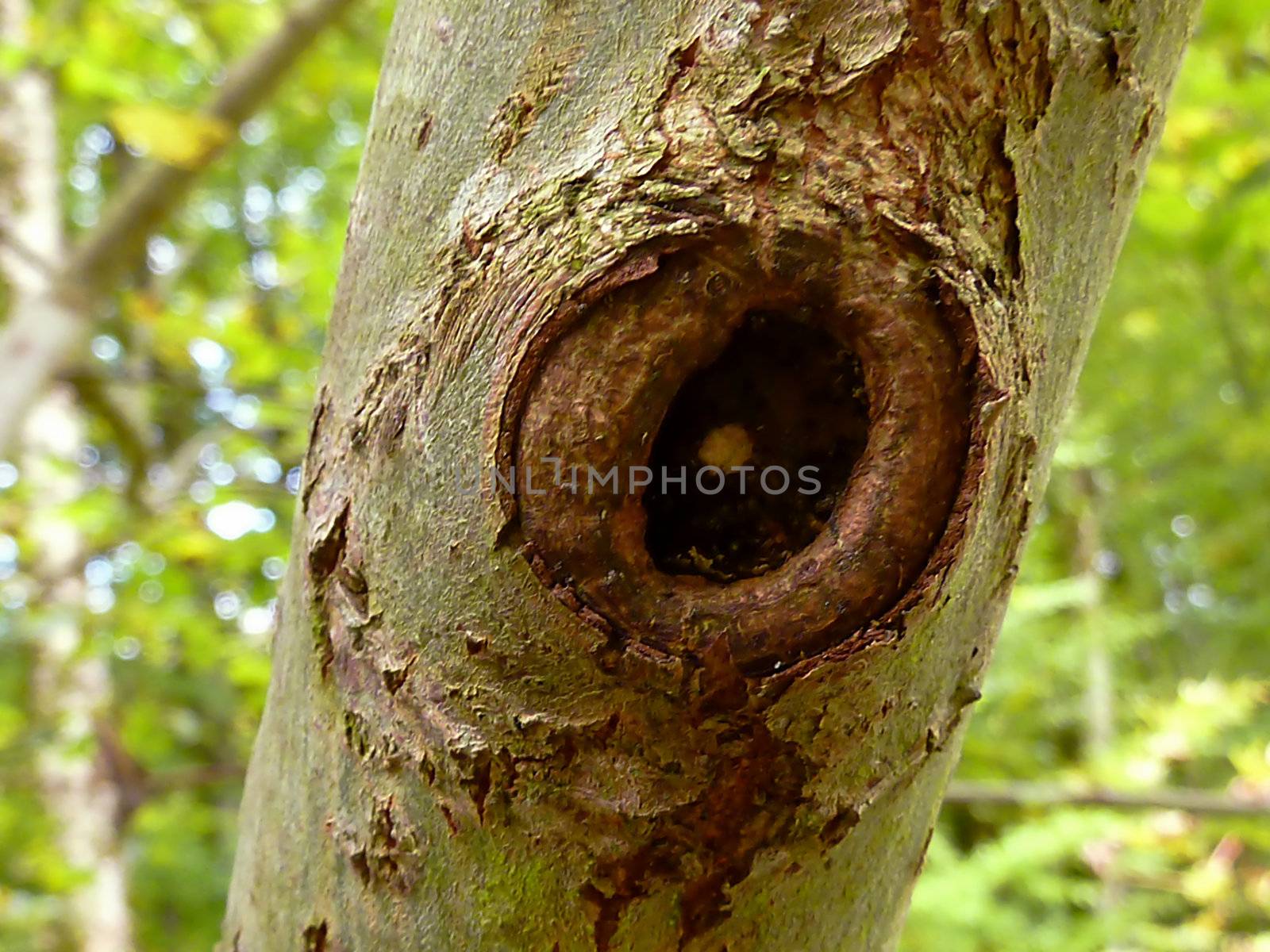 Close up of a trunk and forest background
