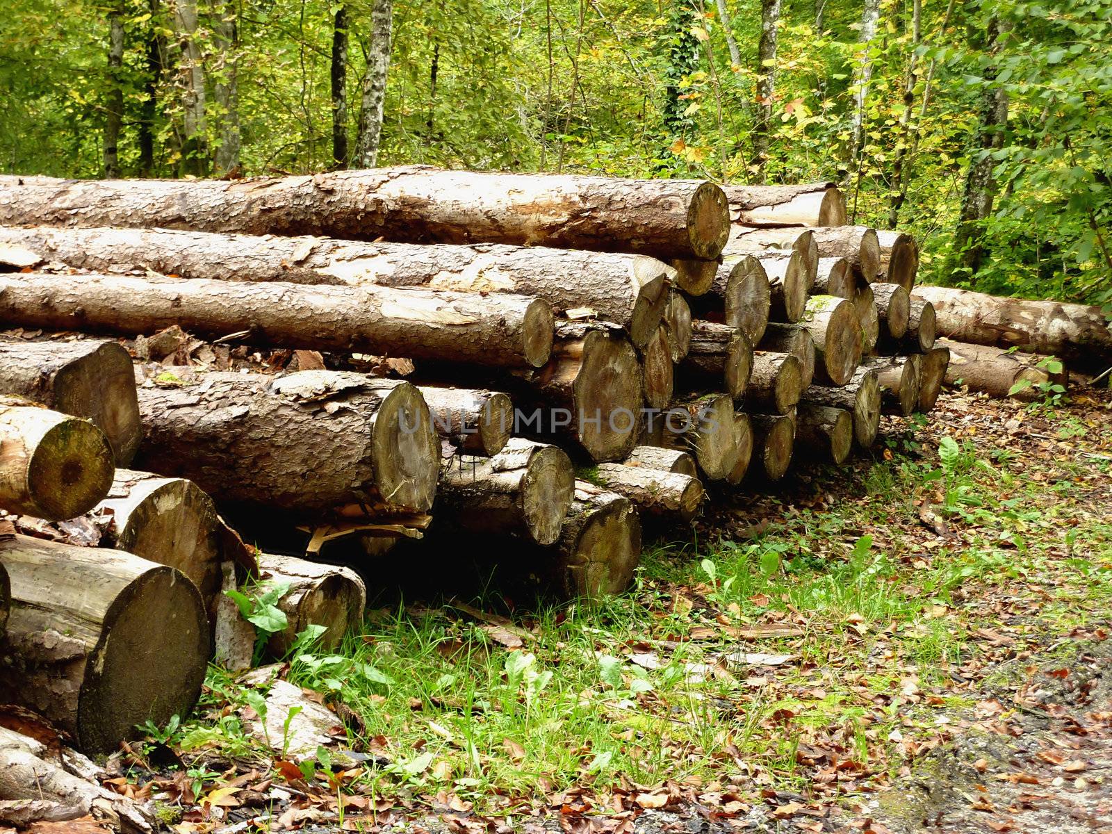 Pile of trunks in forest with lots of trees
