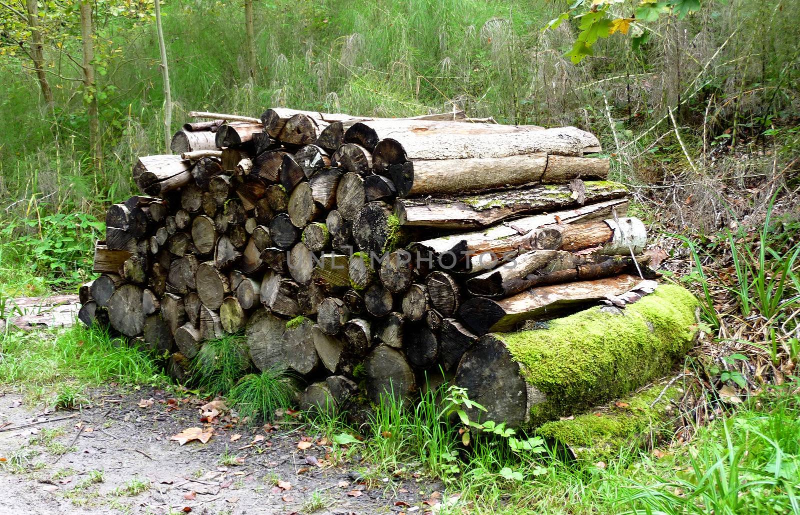 Pile of trunks in the forest