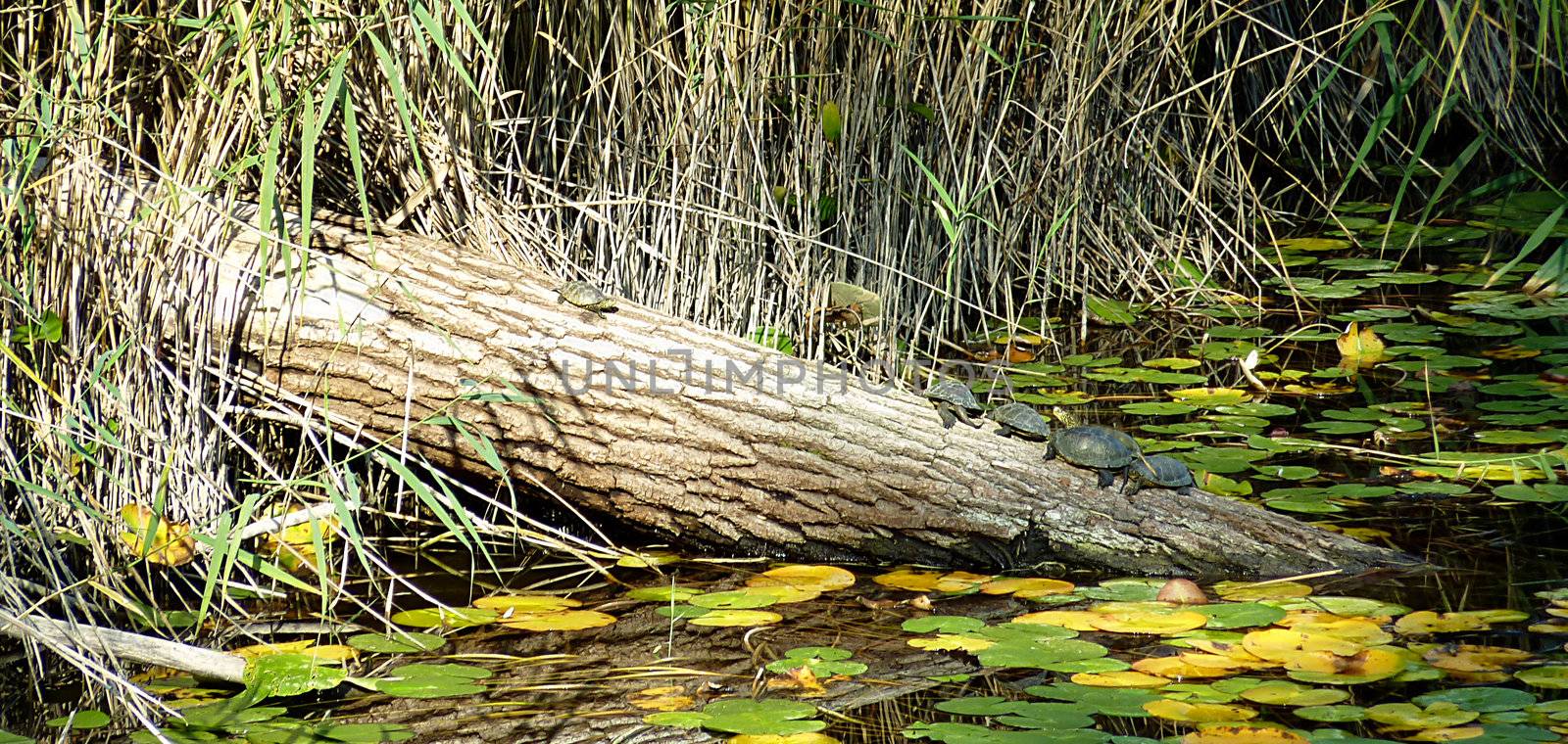 Turtles on a trunk by Elenaphotos21