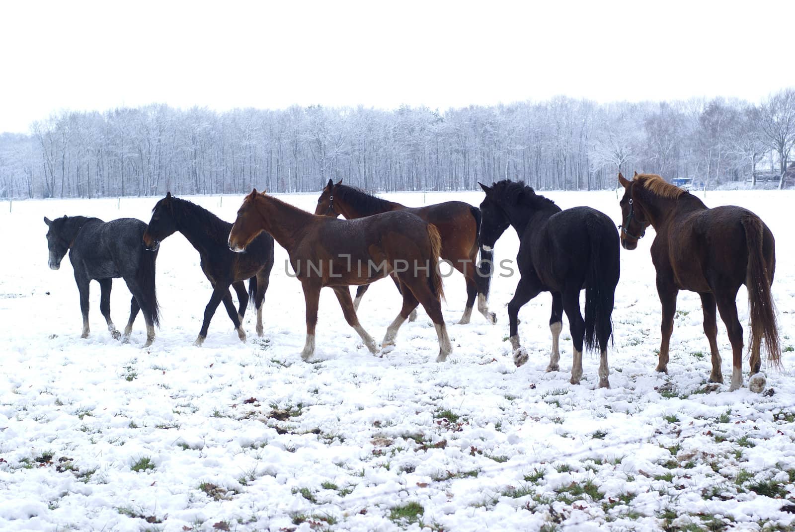 Small herd of horses in a snowy meadow.