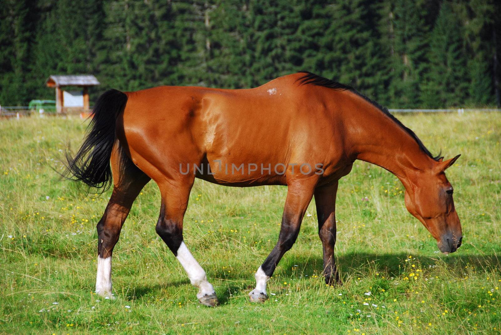 Horse in freedom in Val Visdende, Italy