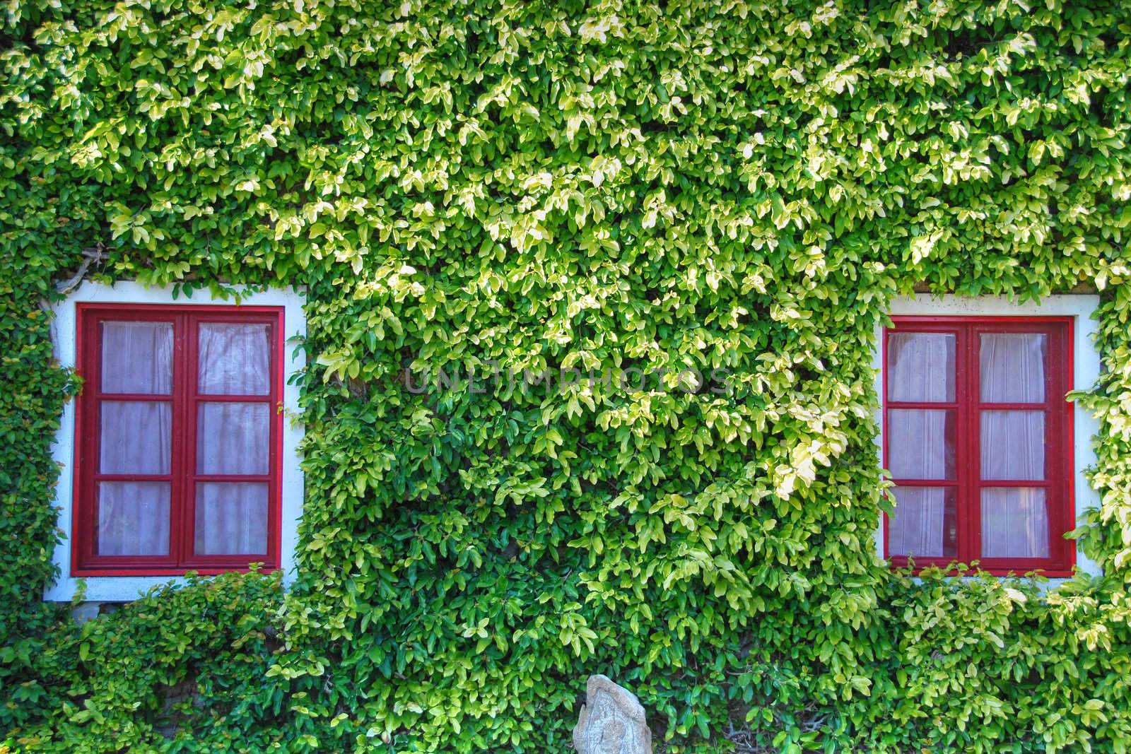 Red Windows in a Carpet of Green Leaves, Bolgheri, Italy, March by jovannig
