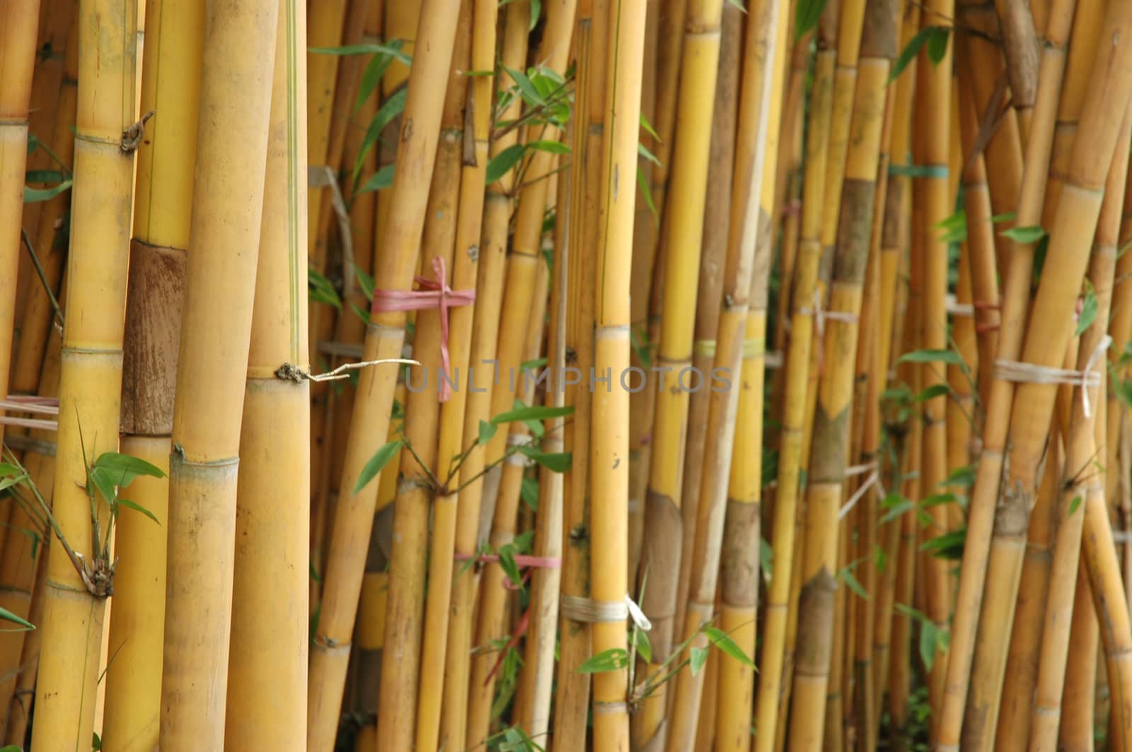 a shot of a bamboo grove featuring rich golden bamboo