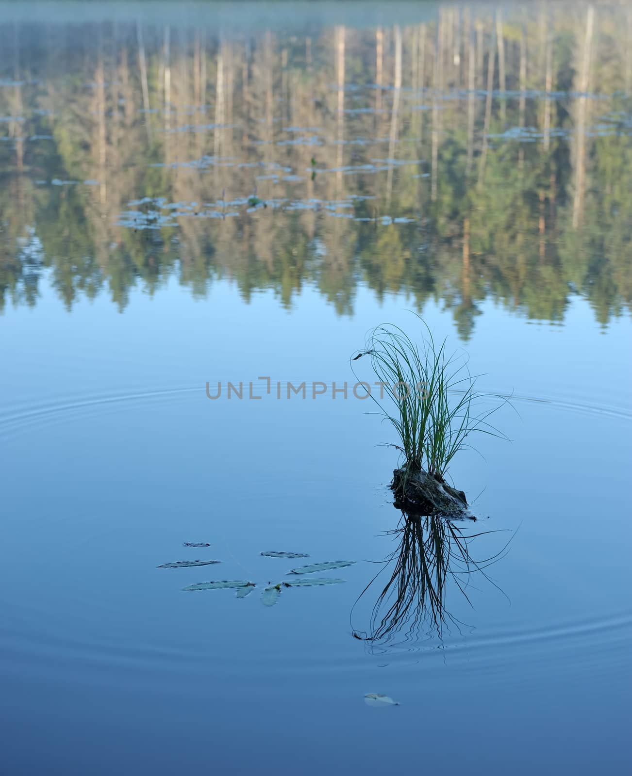 Landscape with lake and trees, a hummock in water.