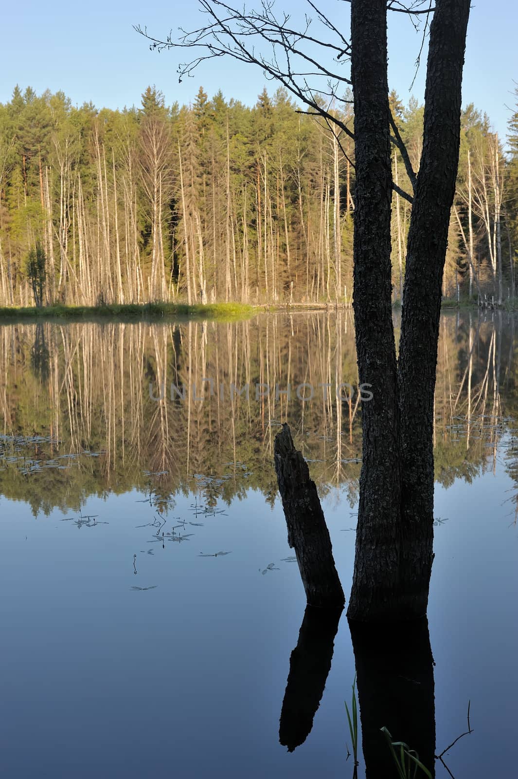 Landscape with lake and trees, an alder trunk in the foreground.