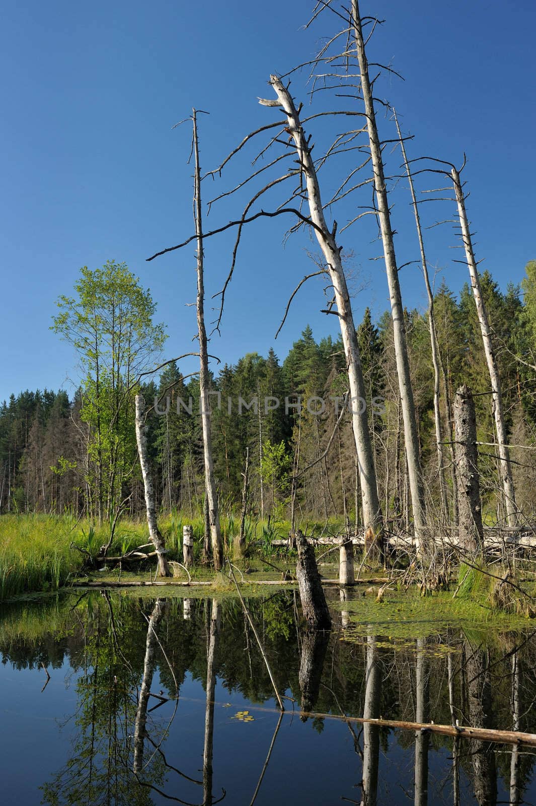 Landscape with lake and trees, the blue sky.