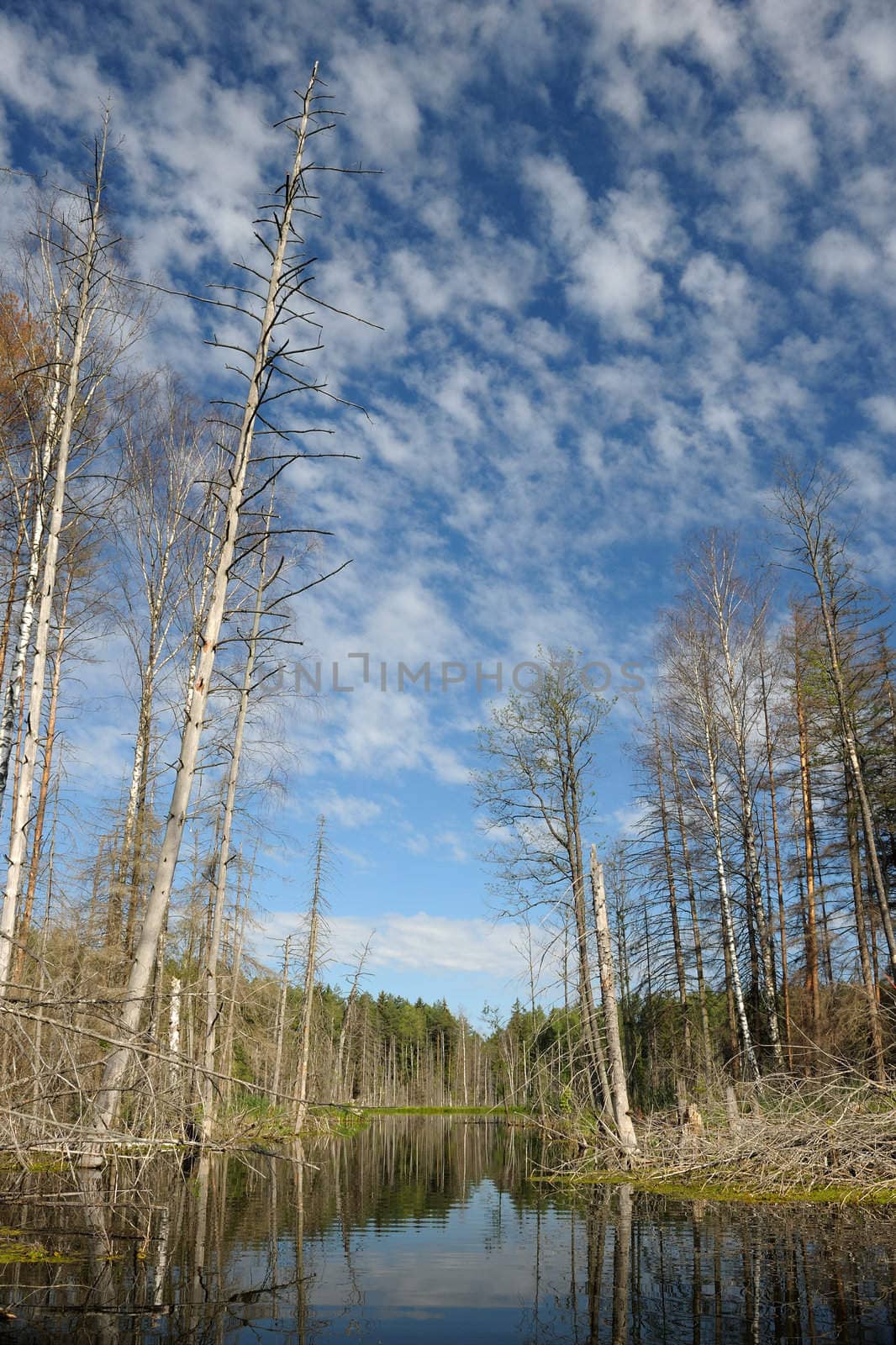 Landscape with lake and trees, the blue sky with clouds.