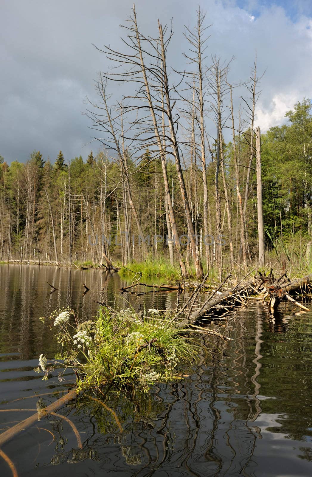 Landscape with lake and the trees, the flooded trunk.