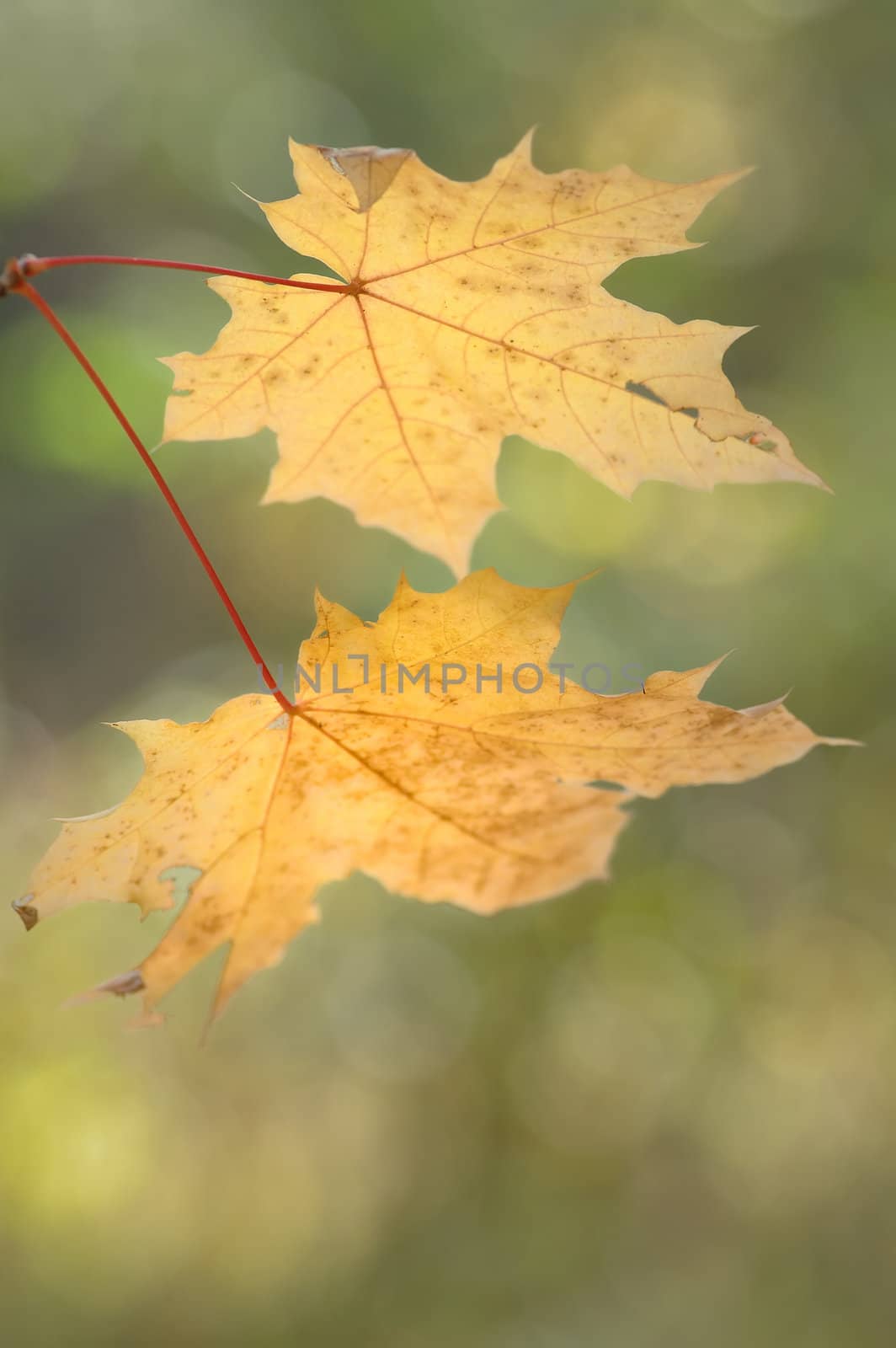 Two yellow maple autumn leaves, September in wood.