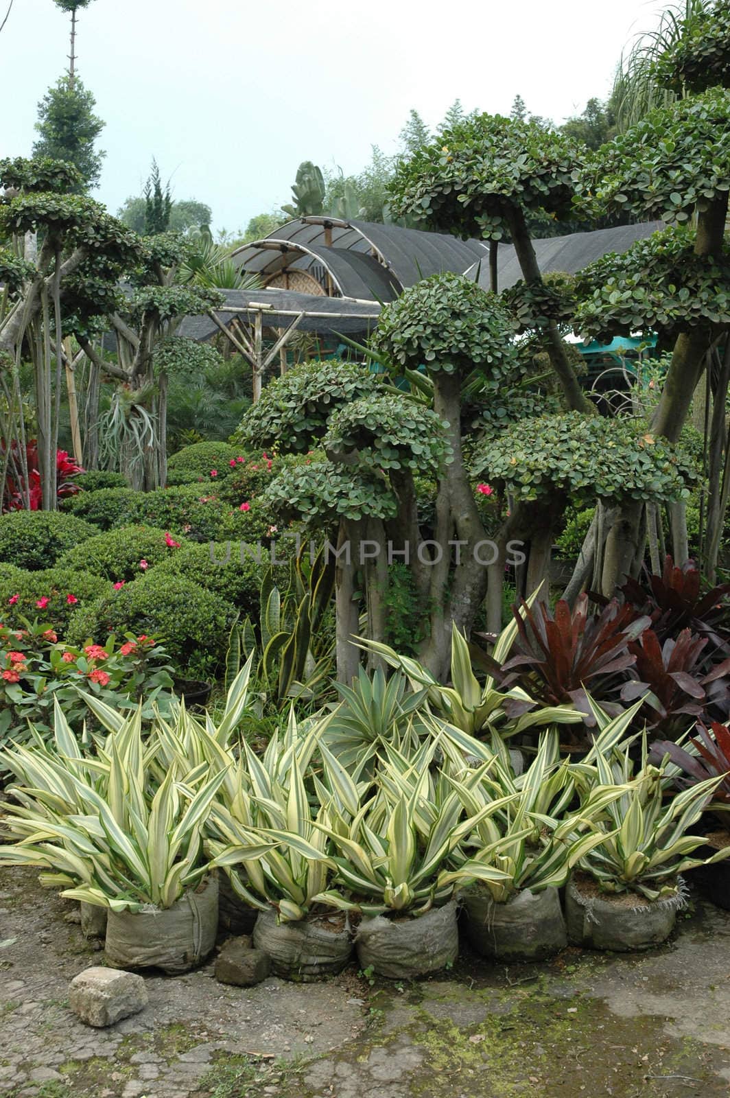 beautifull tropical garden with many flowers and green plant