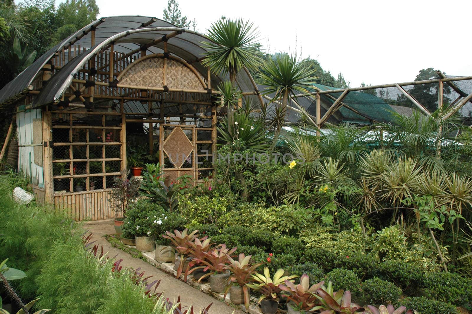 beautifull tropical garden with many flowers and green plant