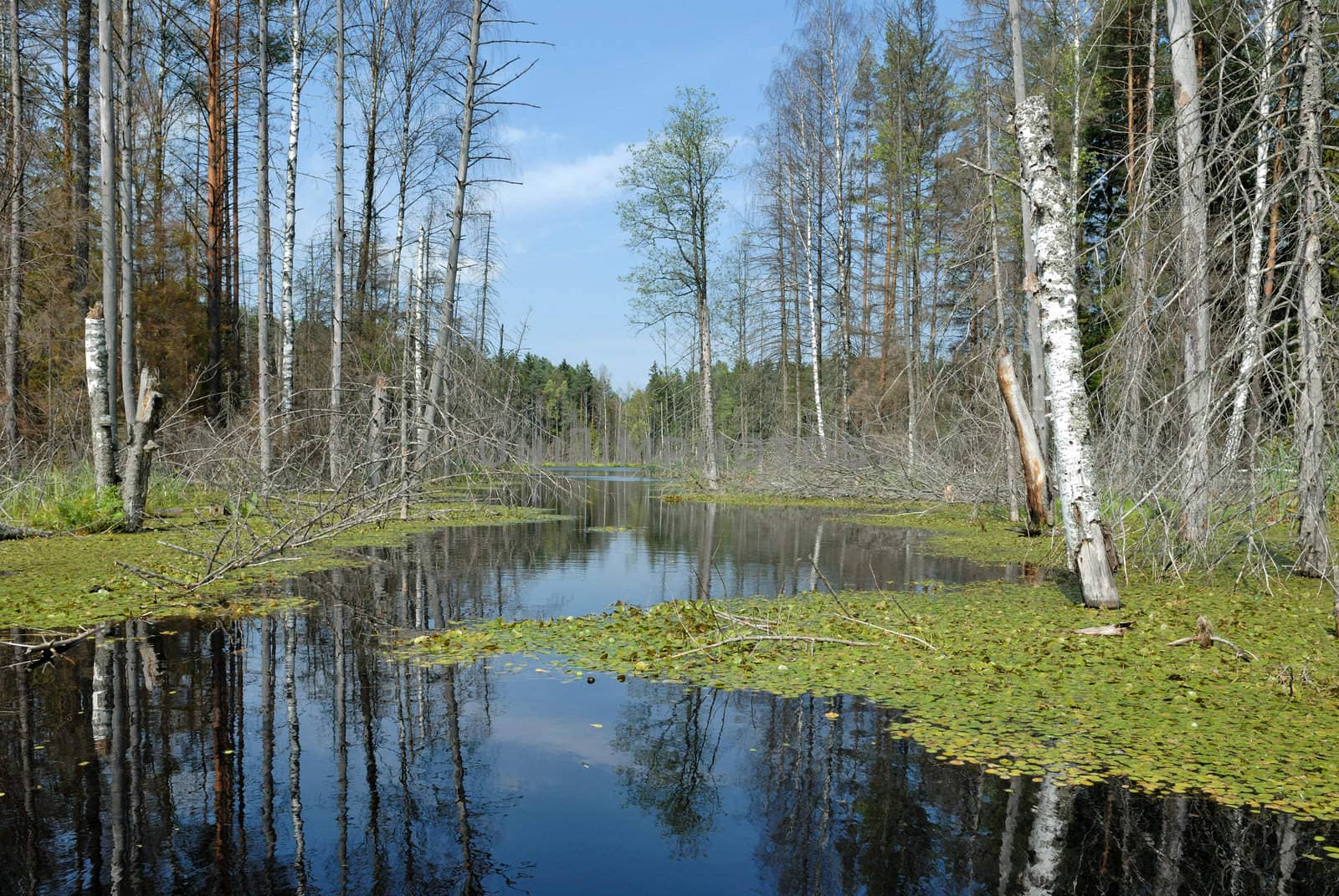 Landscape with lake and trees, the blue sky with clouds.