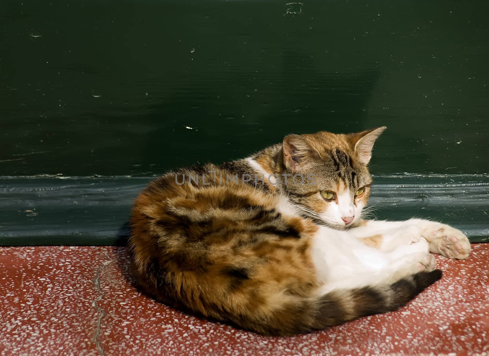 Typical street cat on the Mediterranean island of Malta   