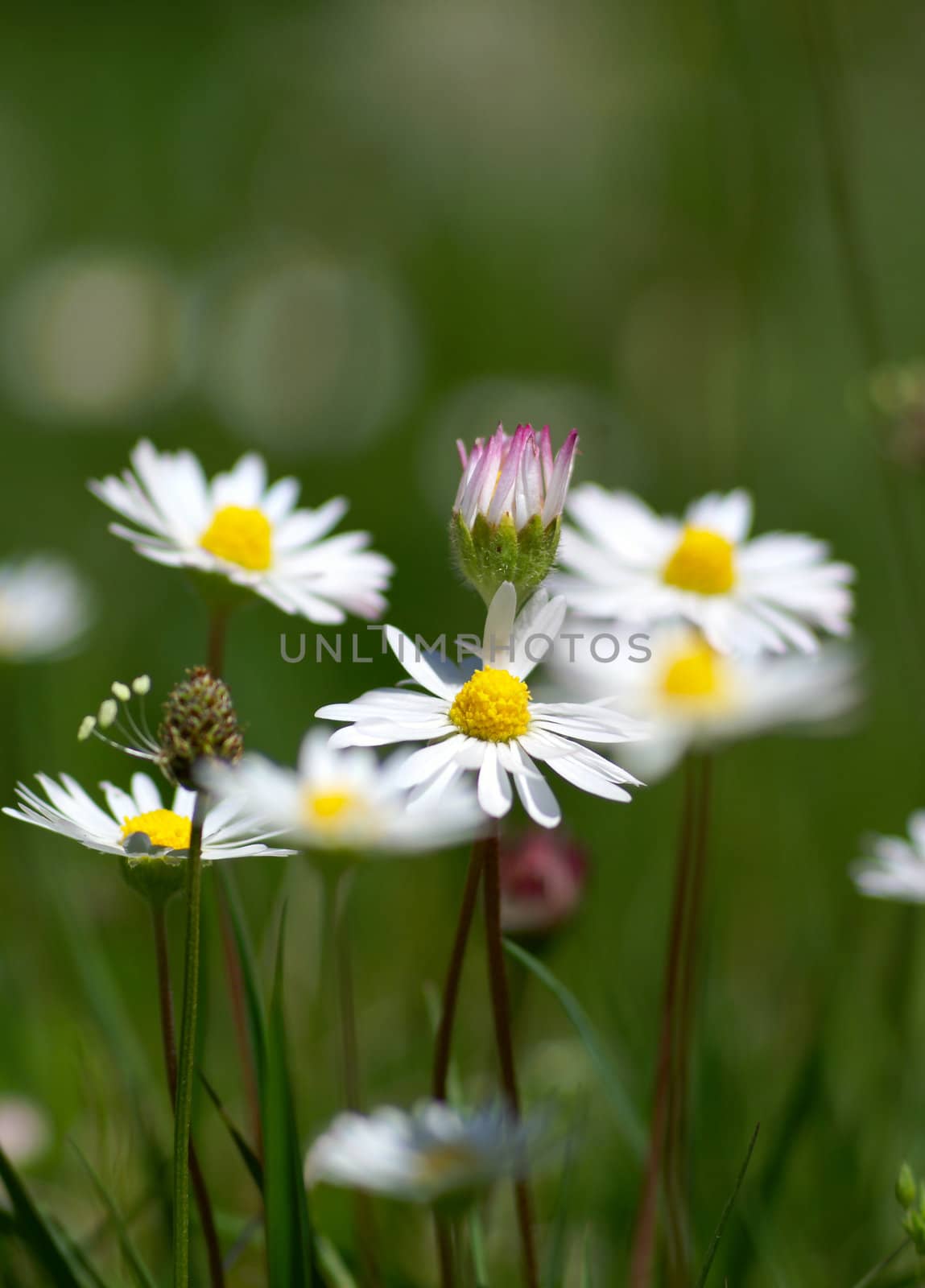 few camomiles on the summer field. Shallow DOF