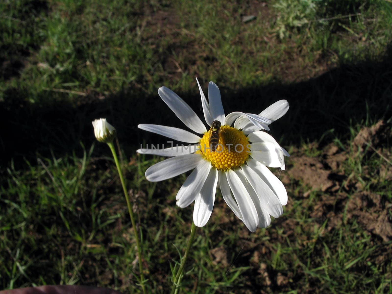 Hoverfly sitting on camomile