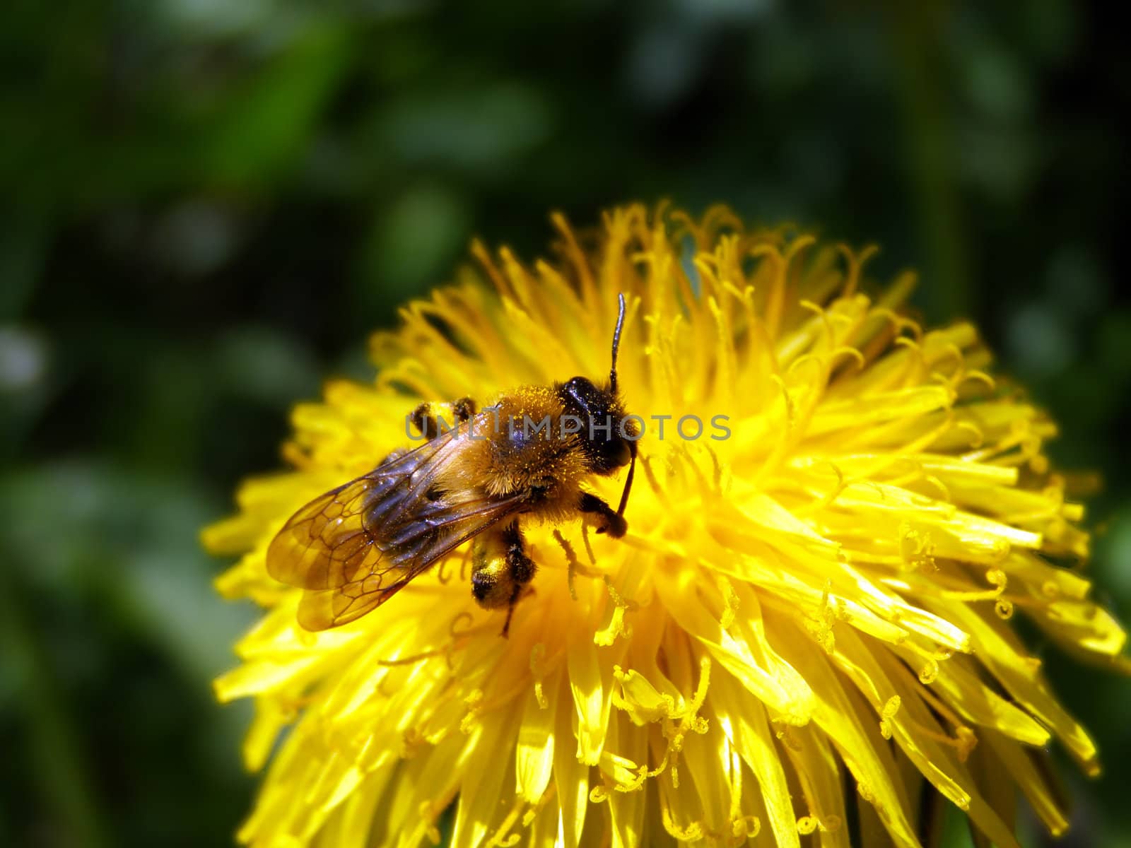 May bee on a yellow dandelion by POMACHKA