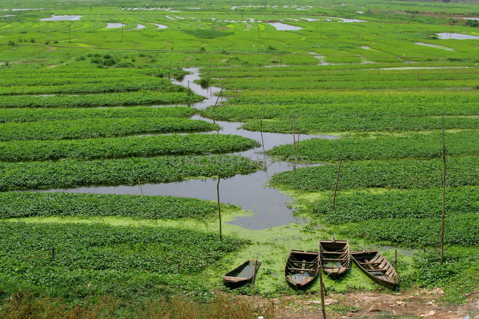 Four old wooden boats sunken at the edge of a flooded crop field.
