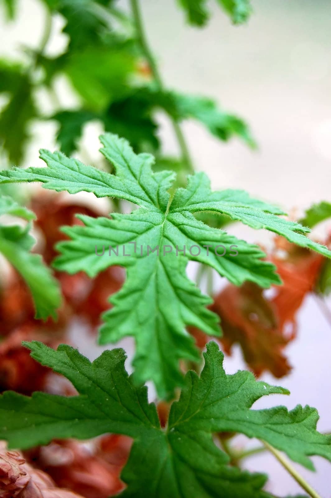 green leaves of plant