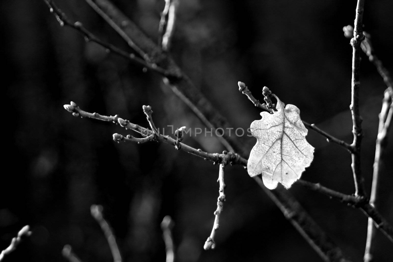 image of oak leaves in fall