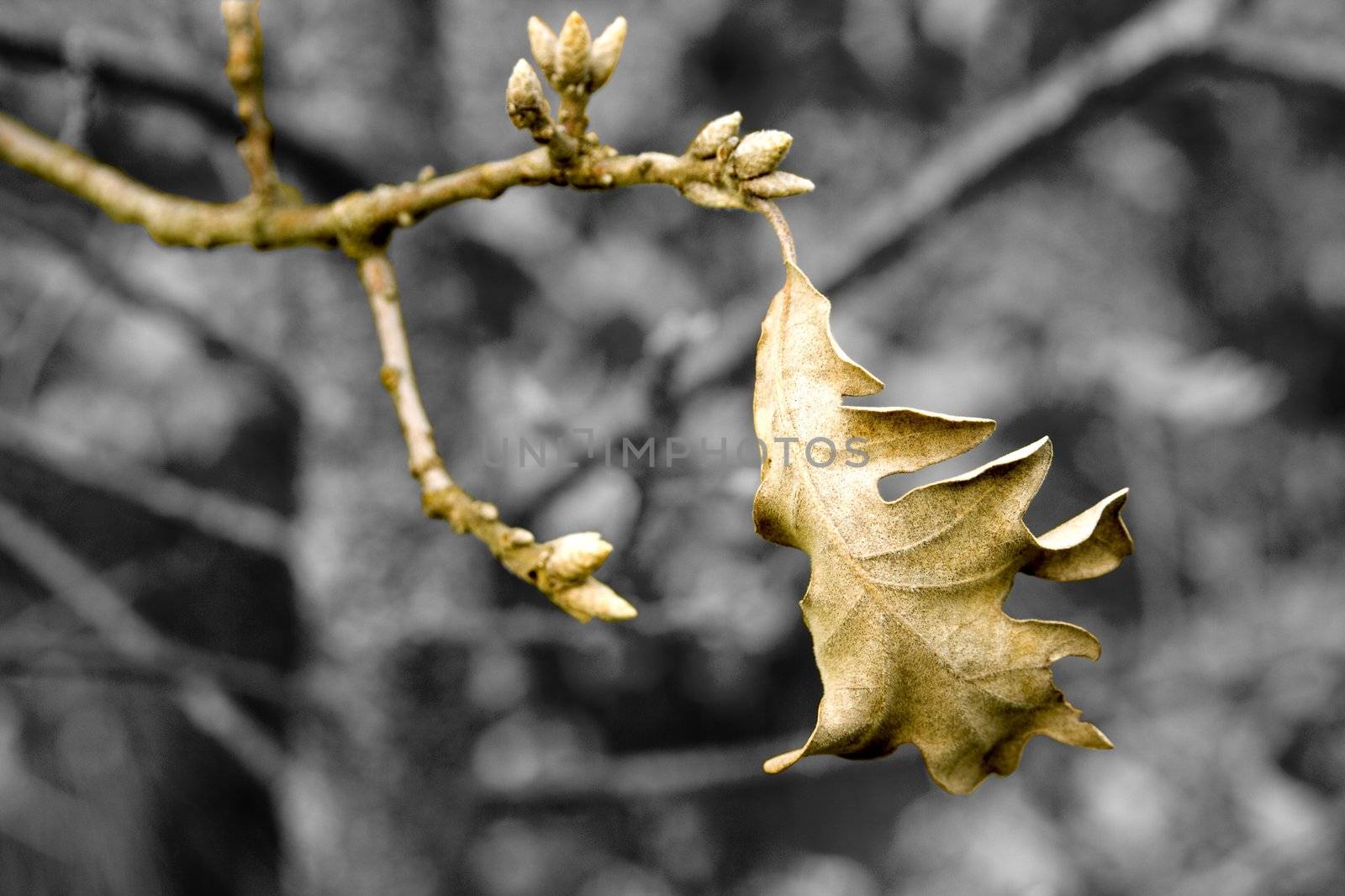 image of oak leaves in fall