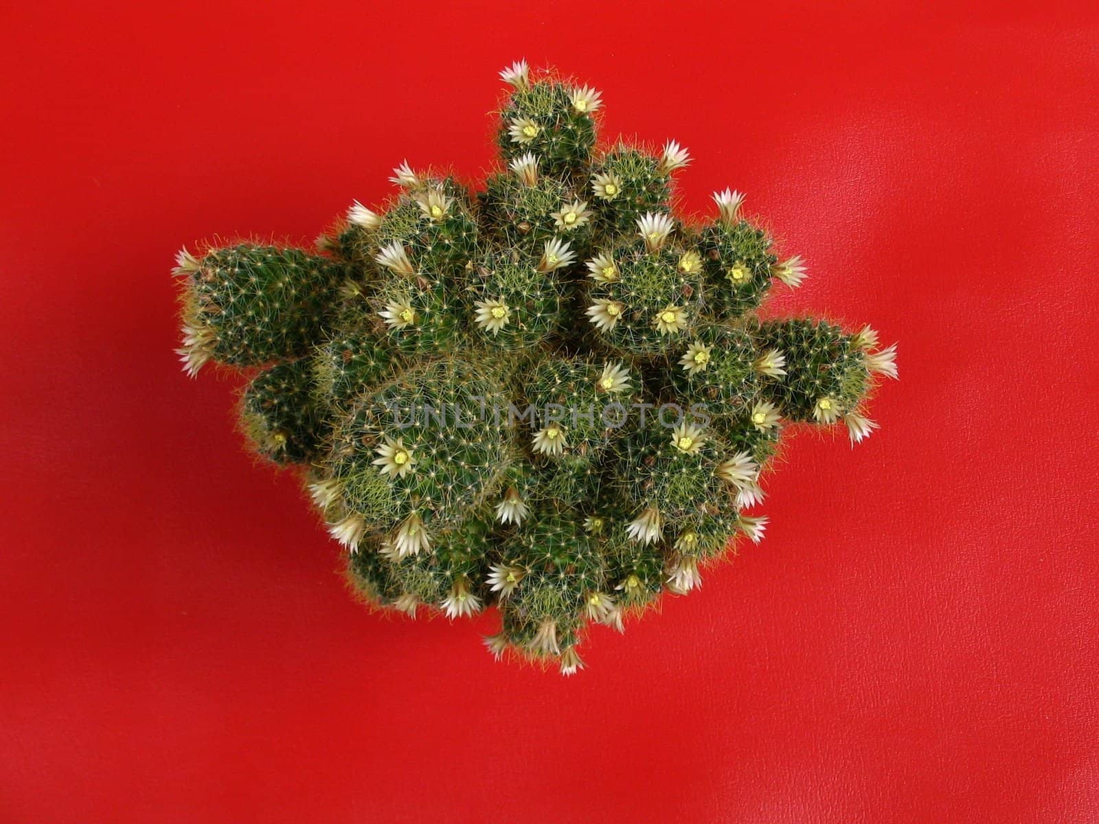 The Flowering cactus on red background..