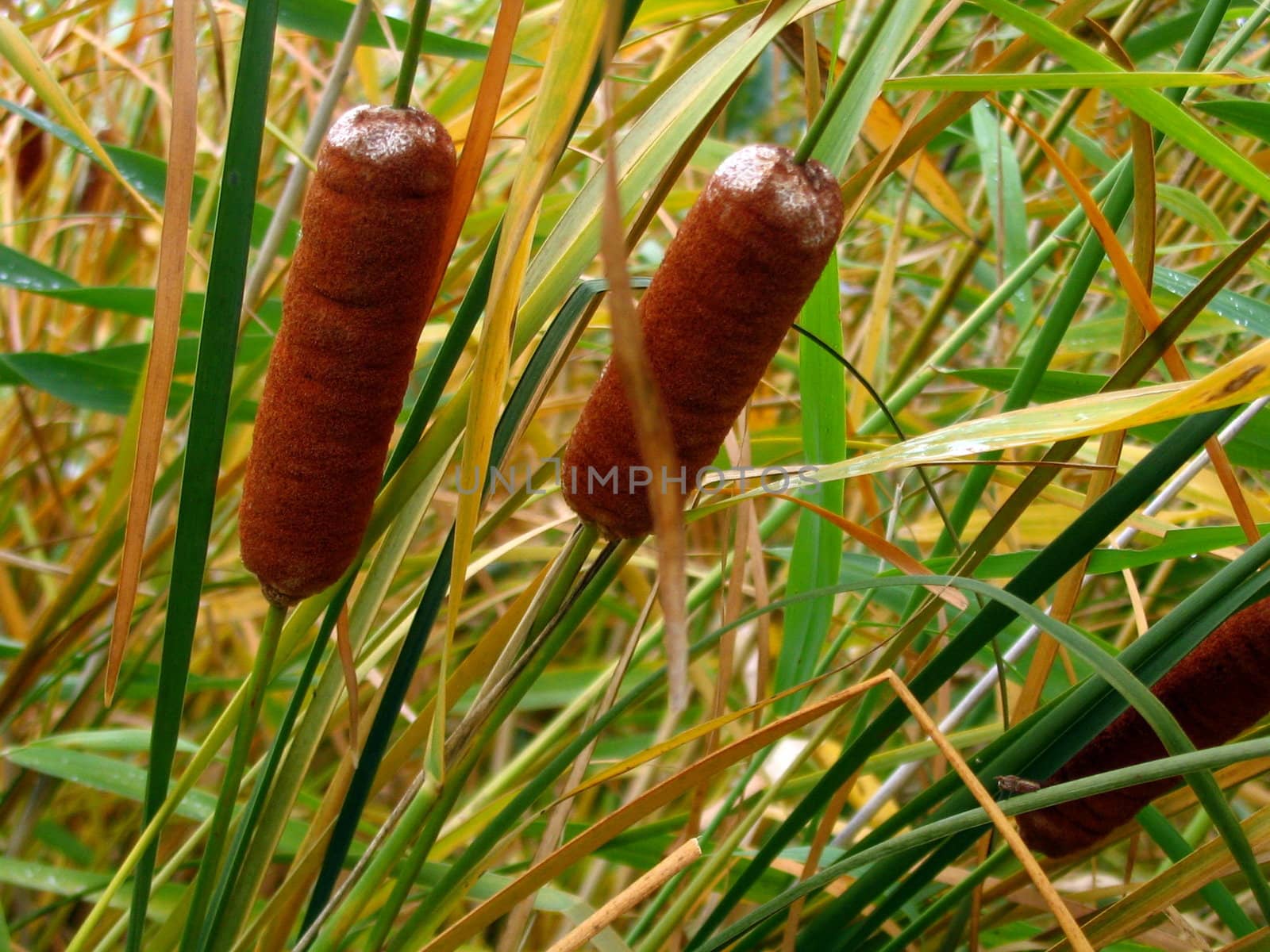 Bulrush on marsh