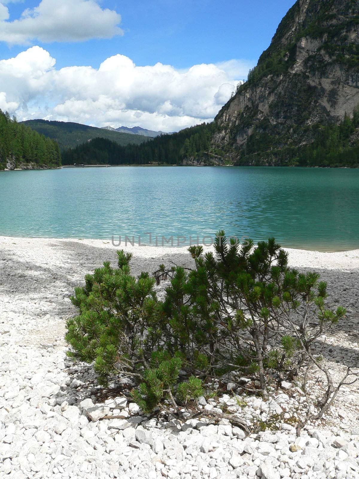 mountain lake with plant in italy