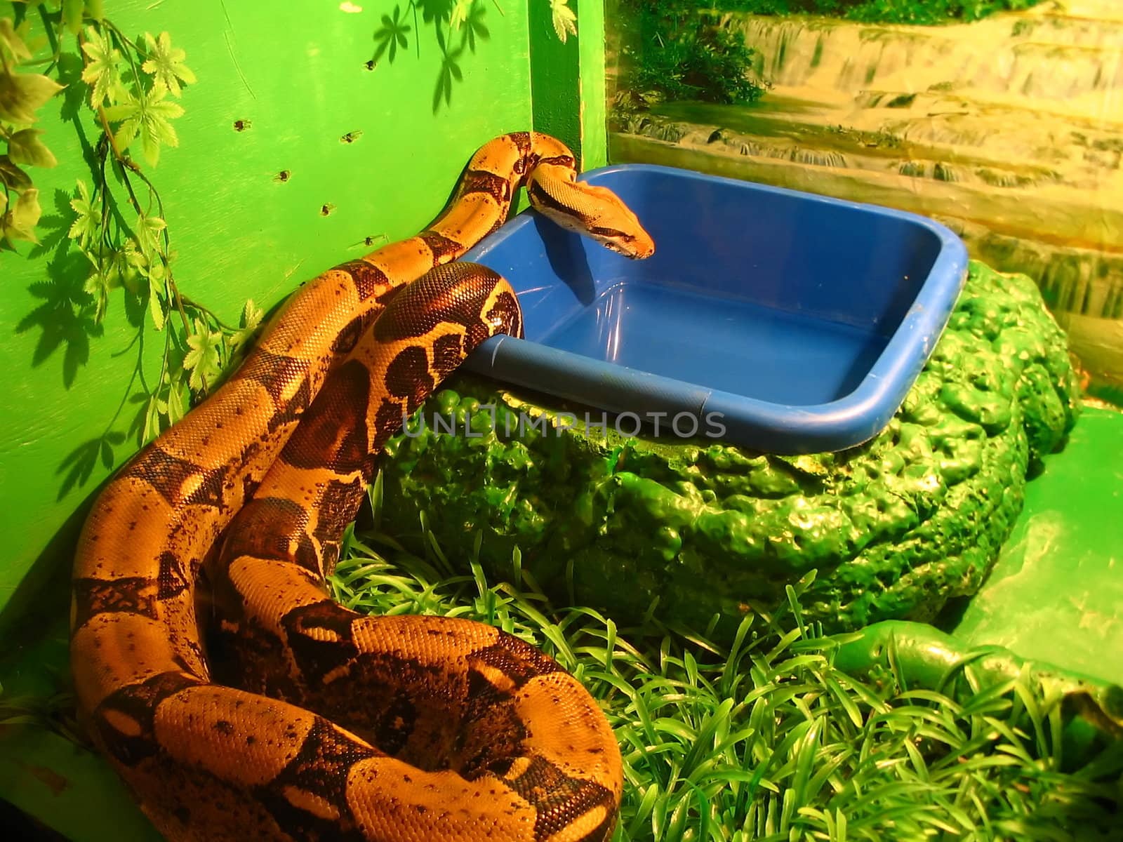 boa constrictor by ichip