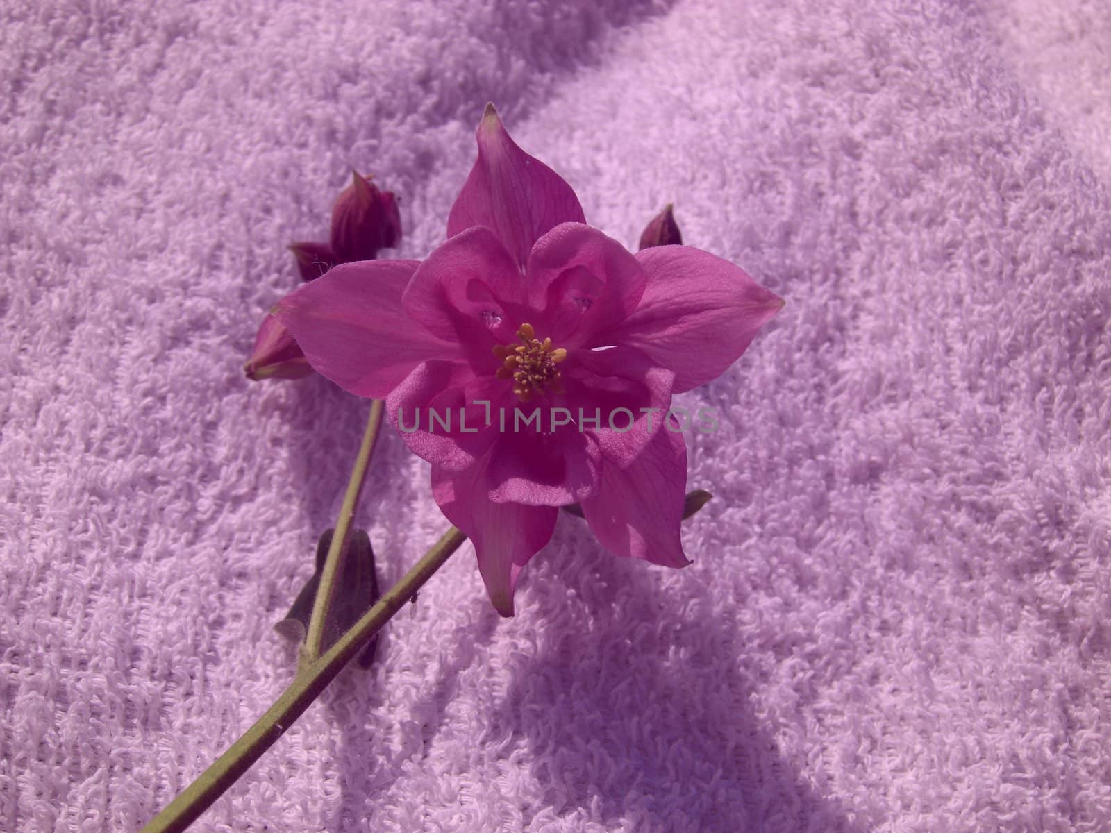 columbine on pink