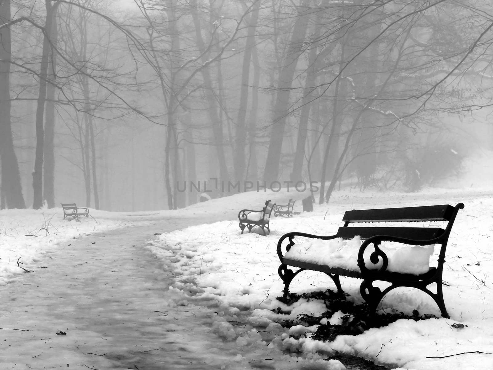 Benches in woods under snow