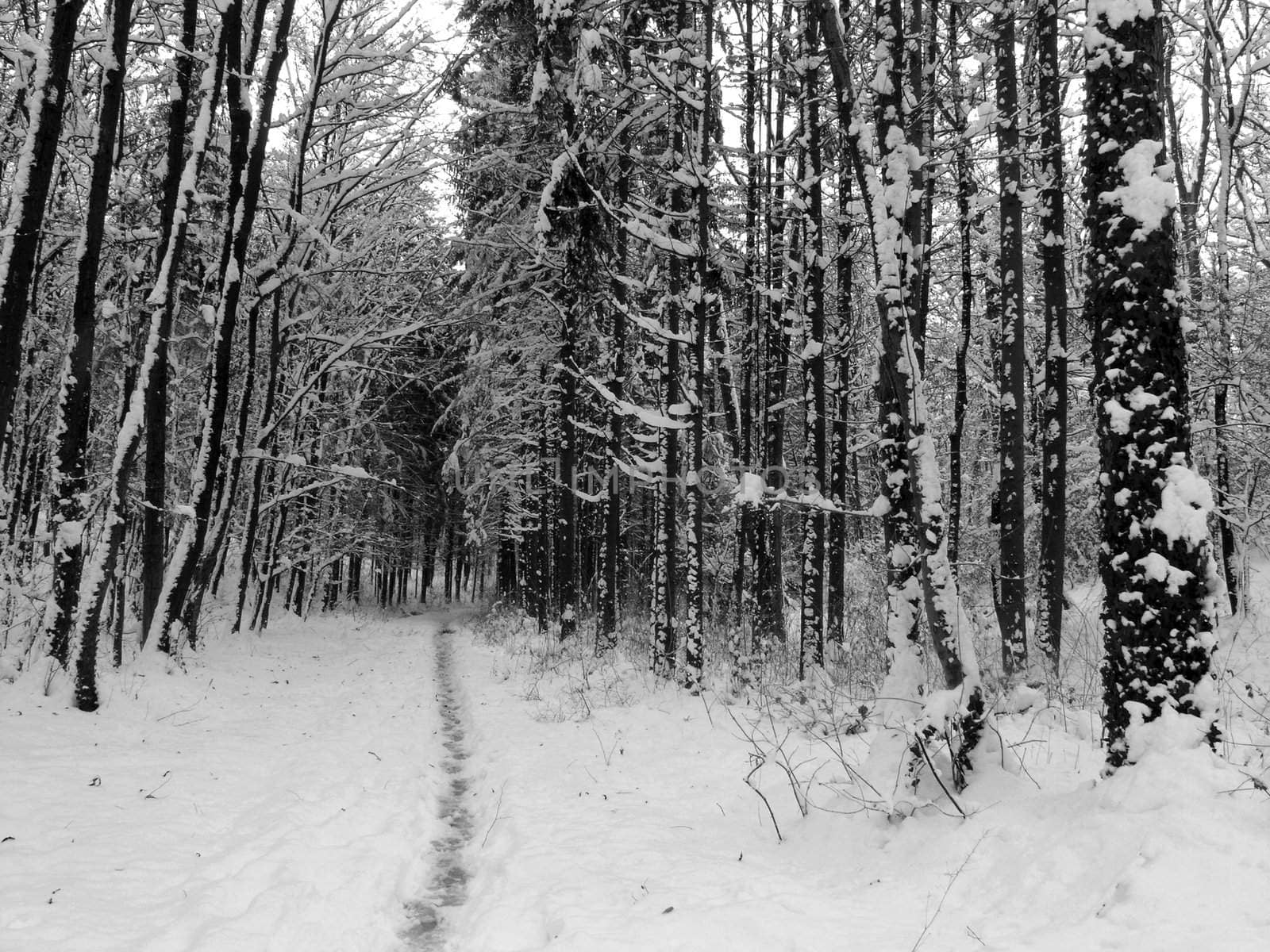 Path in snnow in forest