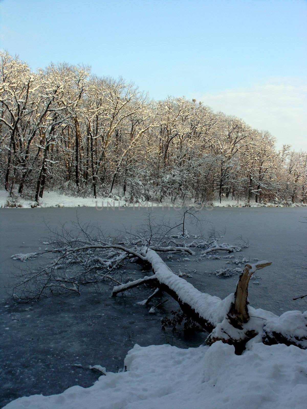 Fallen tree on frozen lake