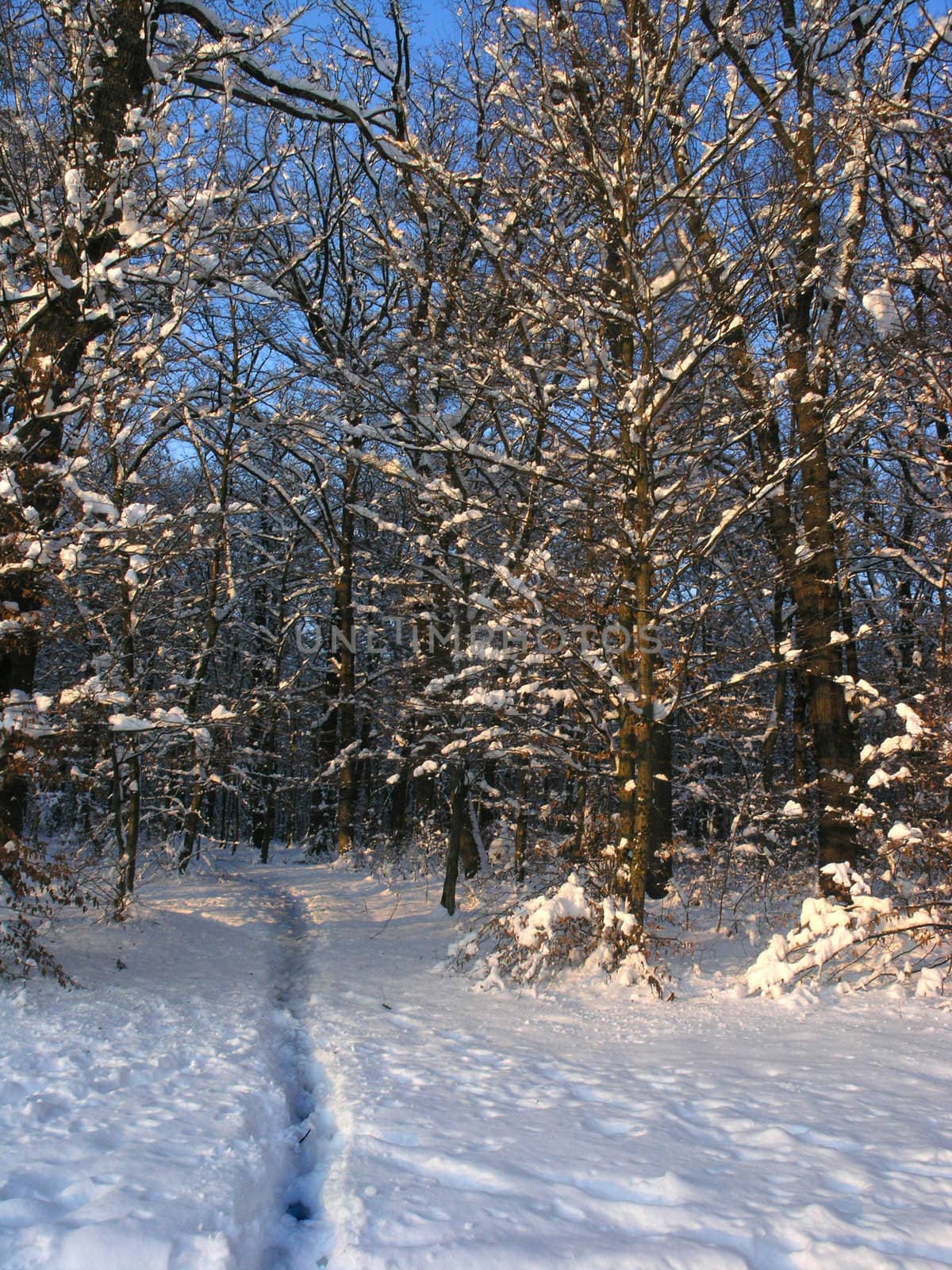 Path leading in forest lighted with sun