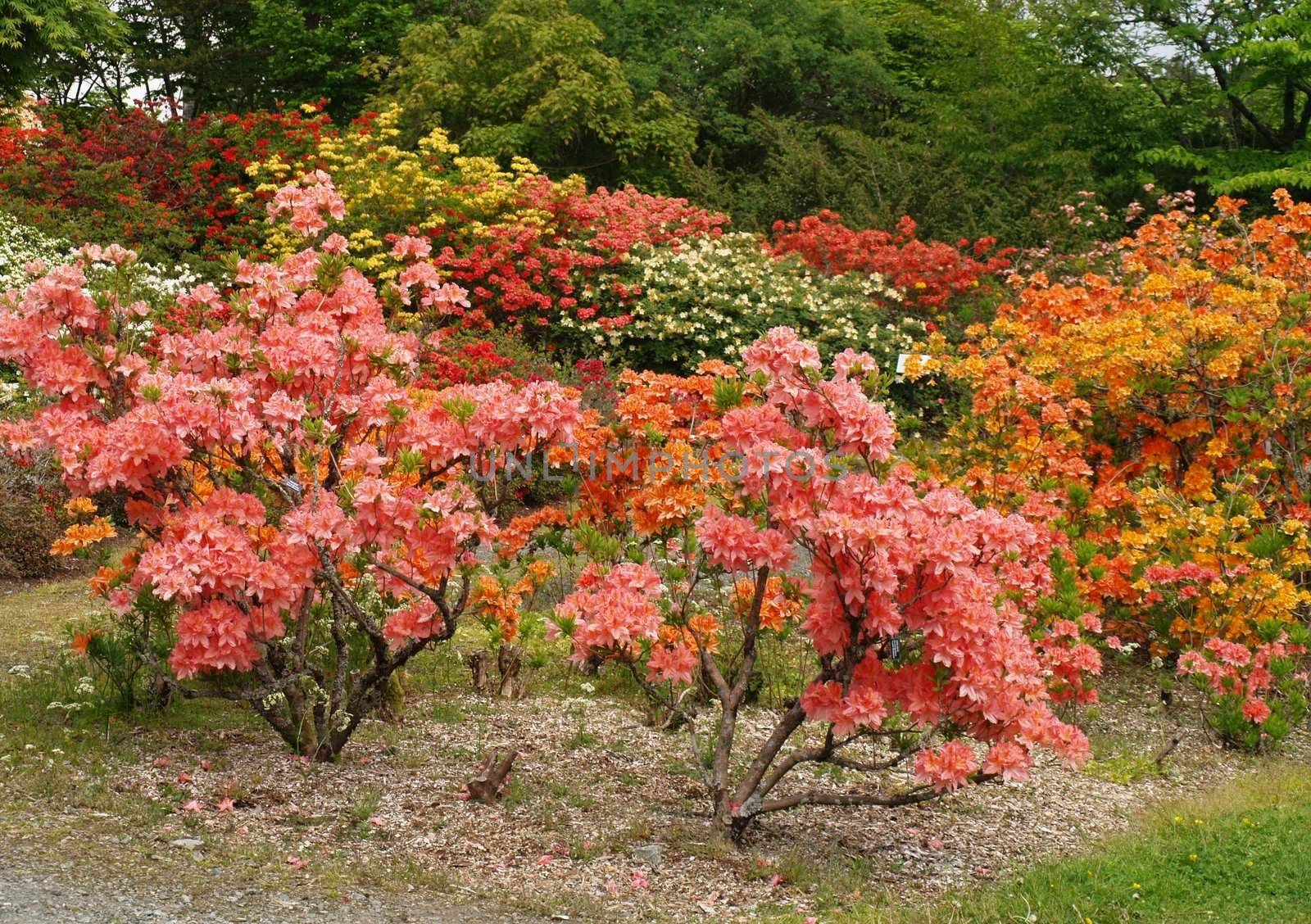 rhododendrons in botanical garden