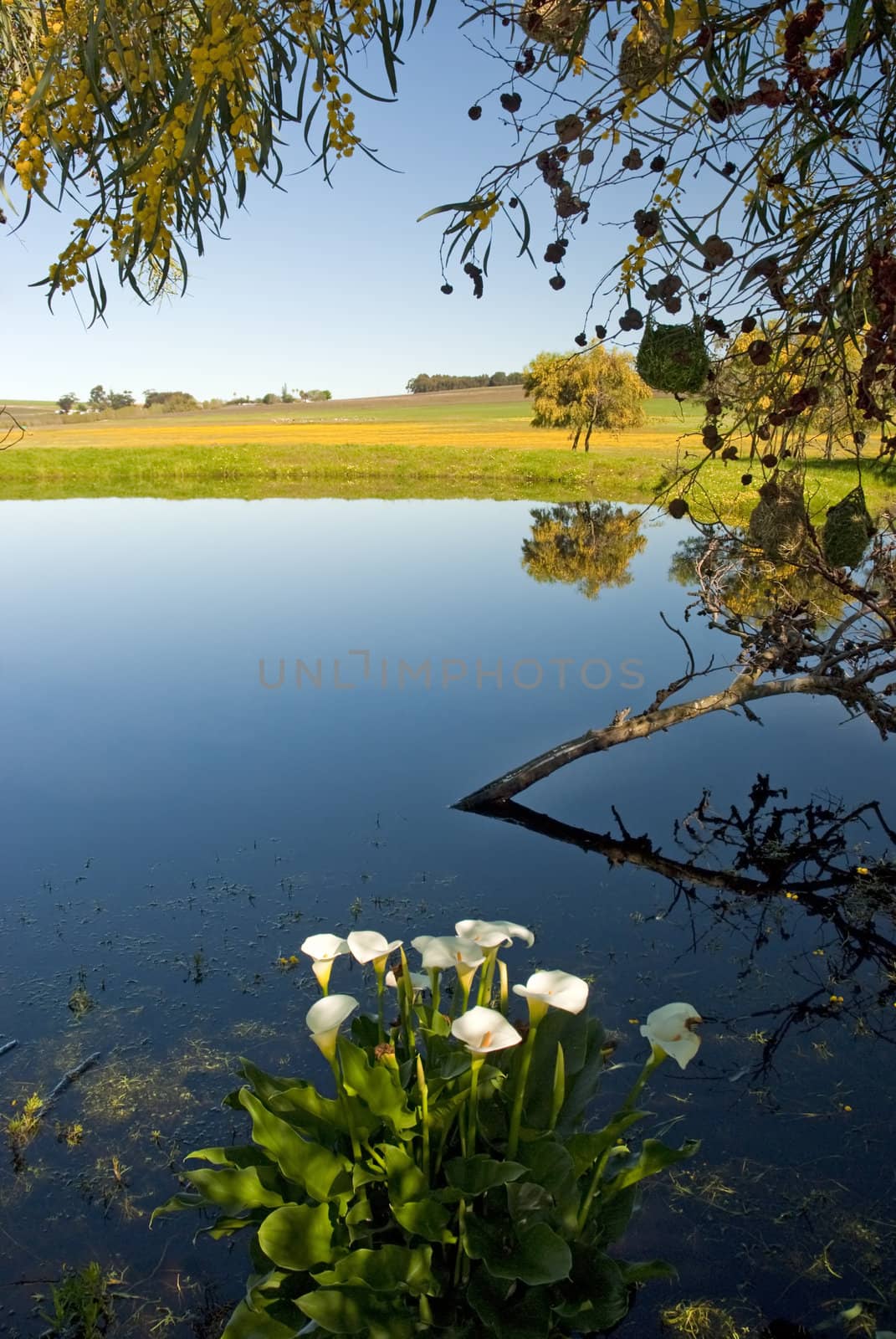 Reflecting laek with clear sky. Lilies in the foreground and branch overhaning the scene