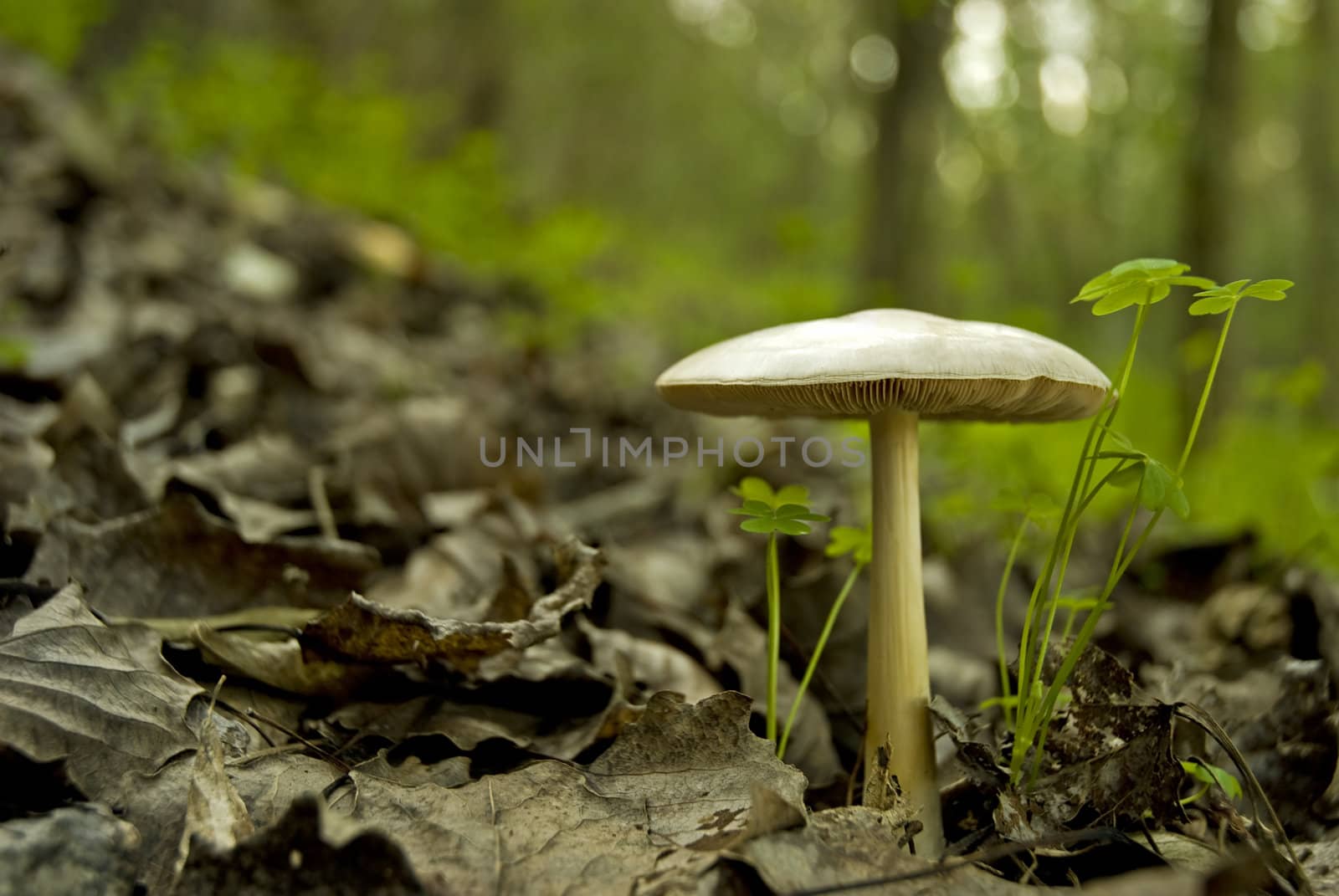 Wild mushroom growing in the woods with dead leaves scattered around it