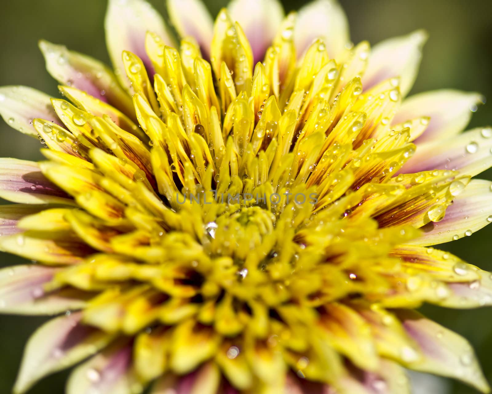 Yellow flower covered in droplets, filling the whole frame