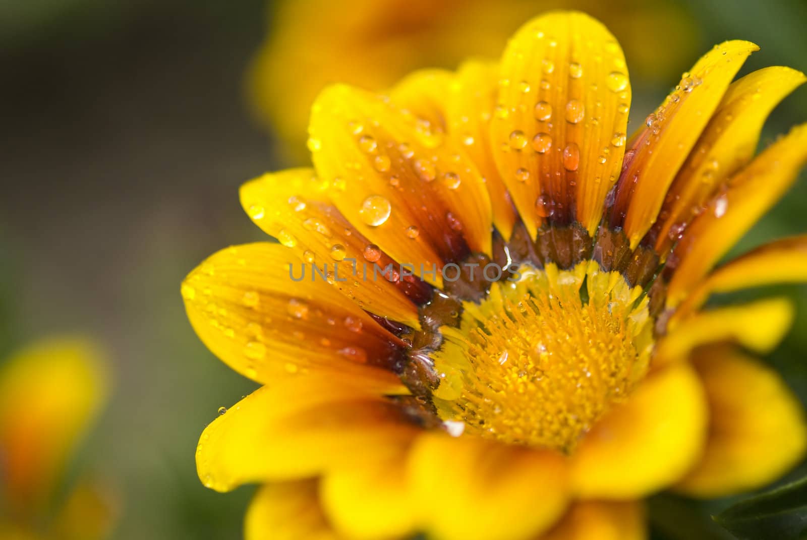 Yellow flower framed on the right, covered in droplets