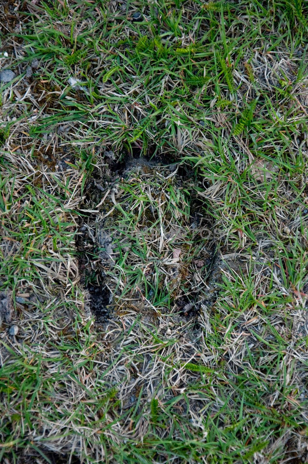 Inprint off a hourseshoe mark in grass